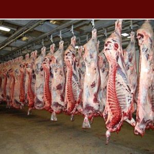 کاهش ۱۰ درصدی ارزش ناخالص اسمی تولید دام