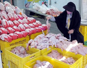 بازار مرغ از اواسط آبان متعادل می‌شود