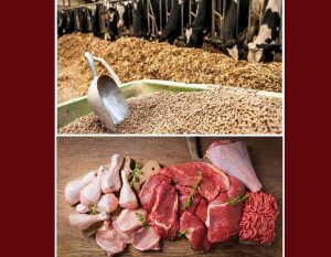 میزان تاثیر واردات نهاده‌های دامی در قیمت مرغ و گوشت چقدر است؟